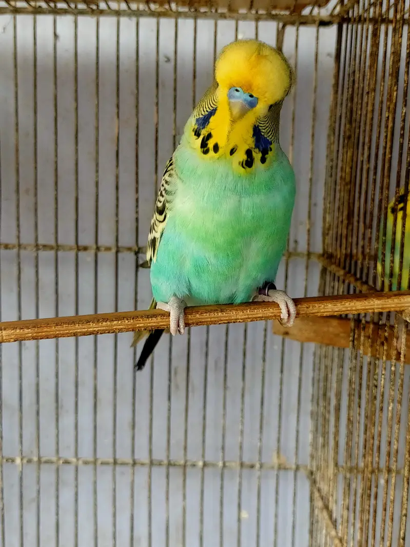 Budgies King Male — photo 2