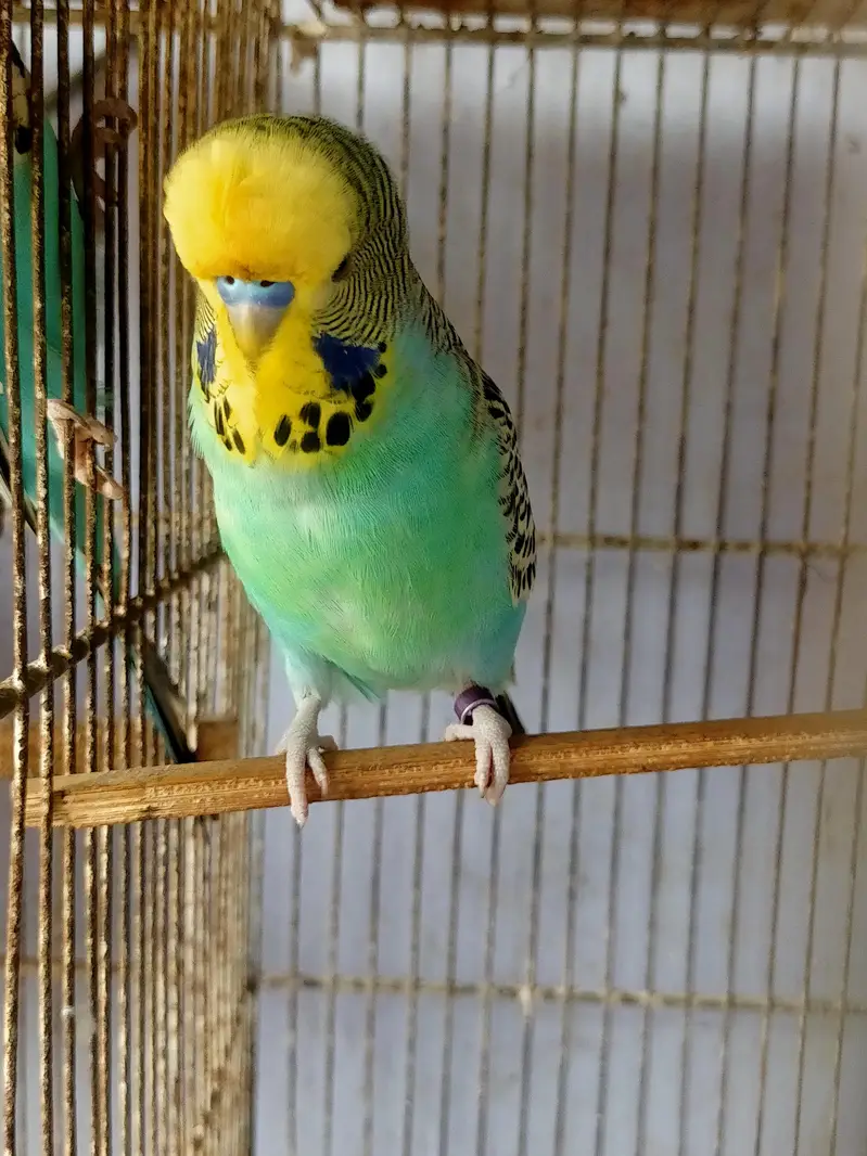 Budgies King Male — photo 3
