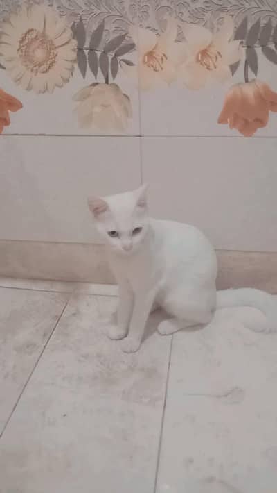 Persian cat white color one eye color blue and one eye color yellow