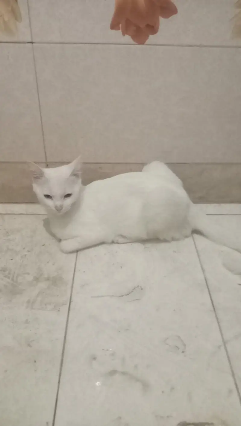 Persian cat white color one eye color blue and one eye color yellow — photo 2