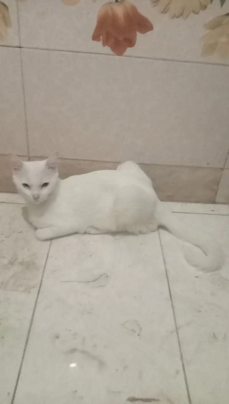 Persian cat white color one eye color blue and one eye color yellow — photo 3