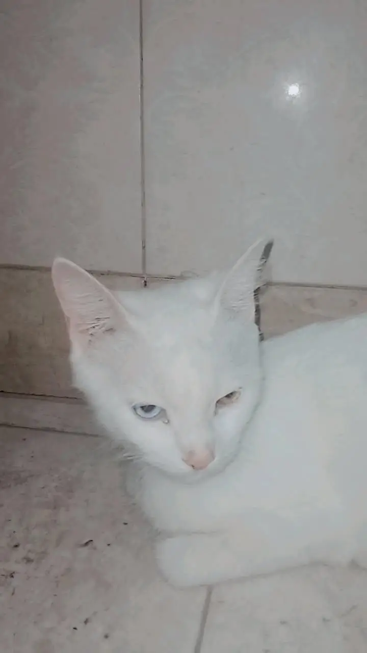 Persian cat white color one eye color blue and one eye color yellow — photo 4