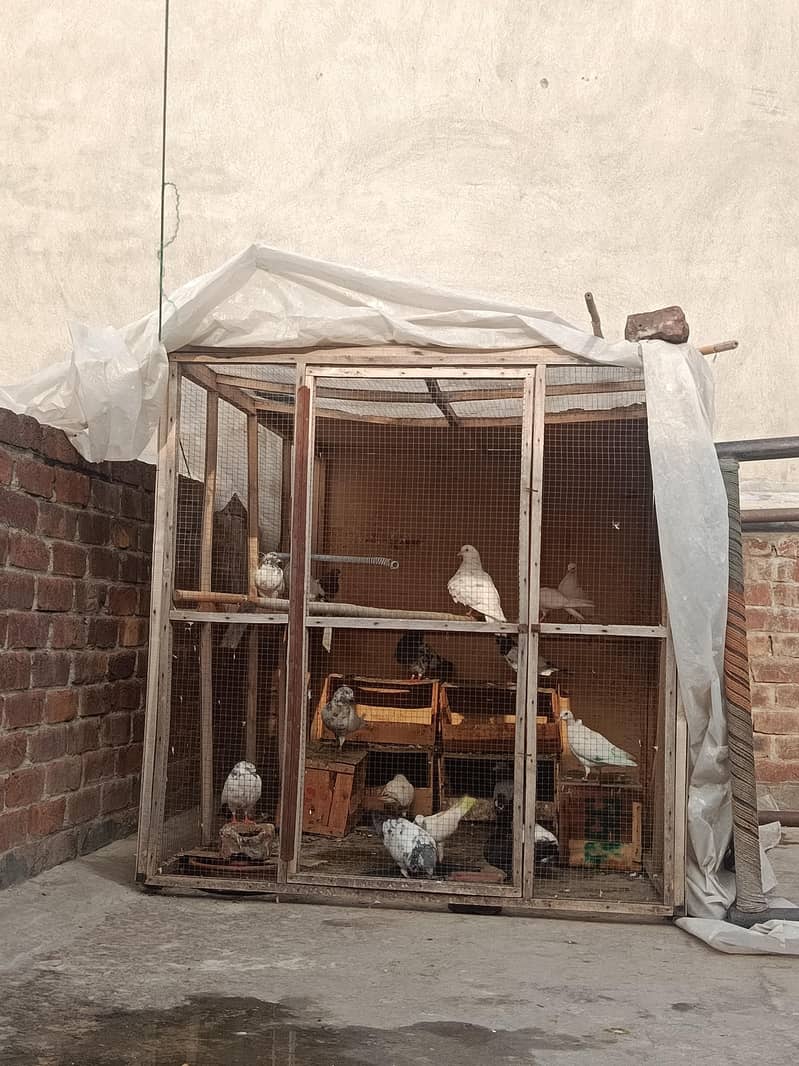 cages 0