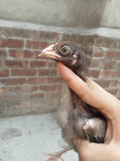 Pure welati chicks