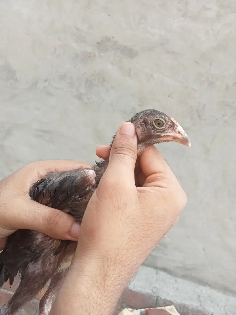 Pure welati chicks — photo 2