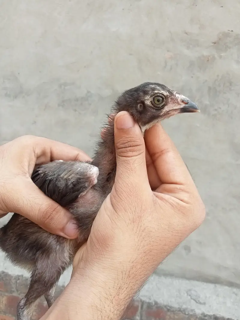 Pure welati chicks — photo 3