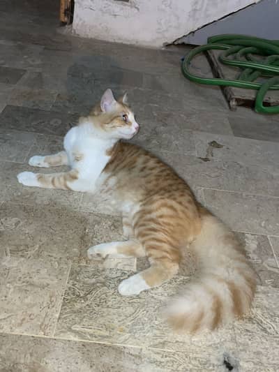 Male cat