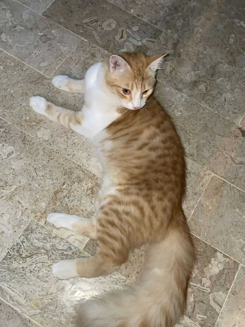 Male cat — photo 2