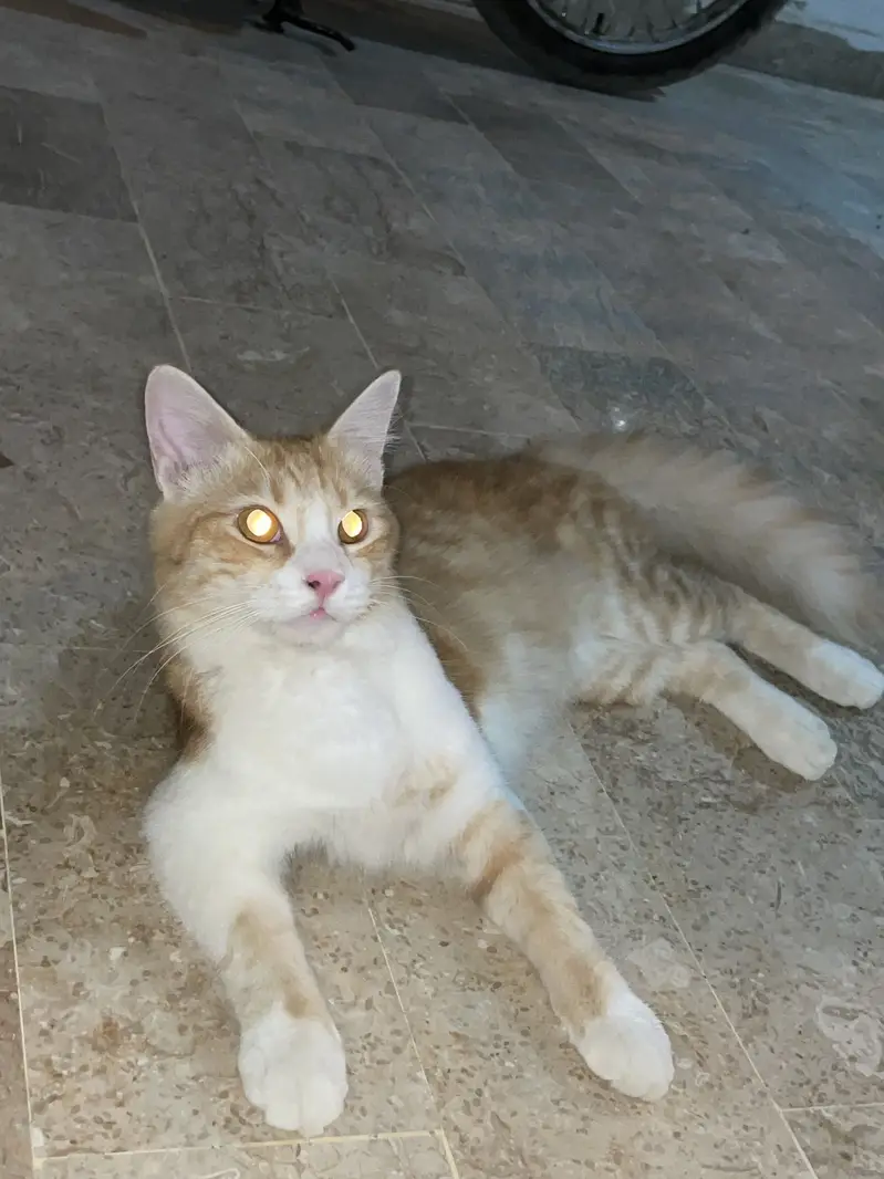Male cat — photo 3