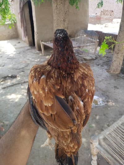 aseel hens
