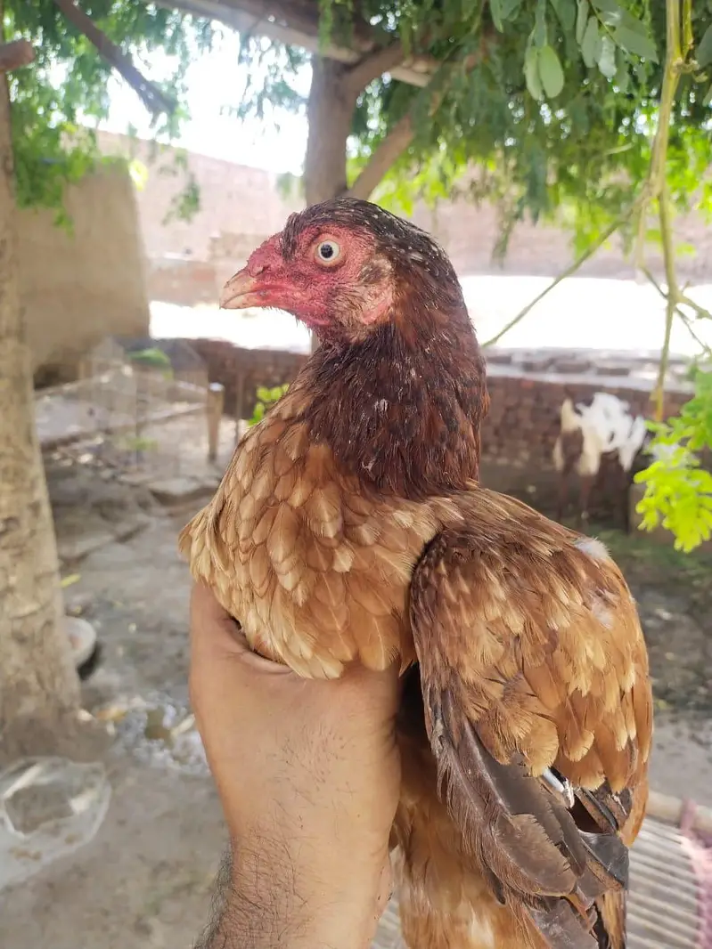 aseel hens — photo 2