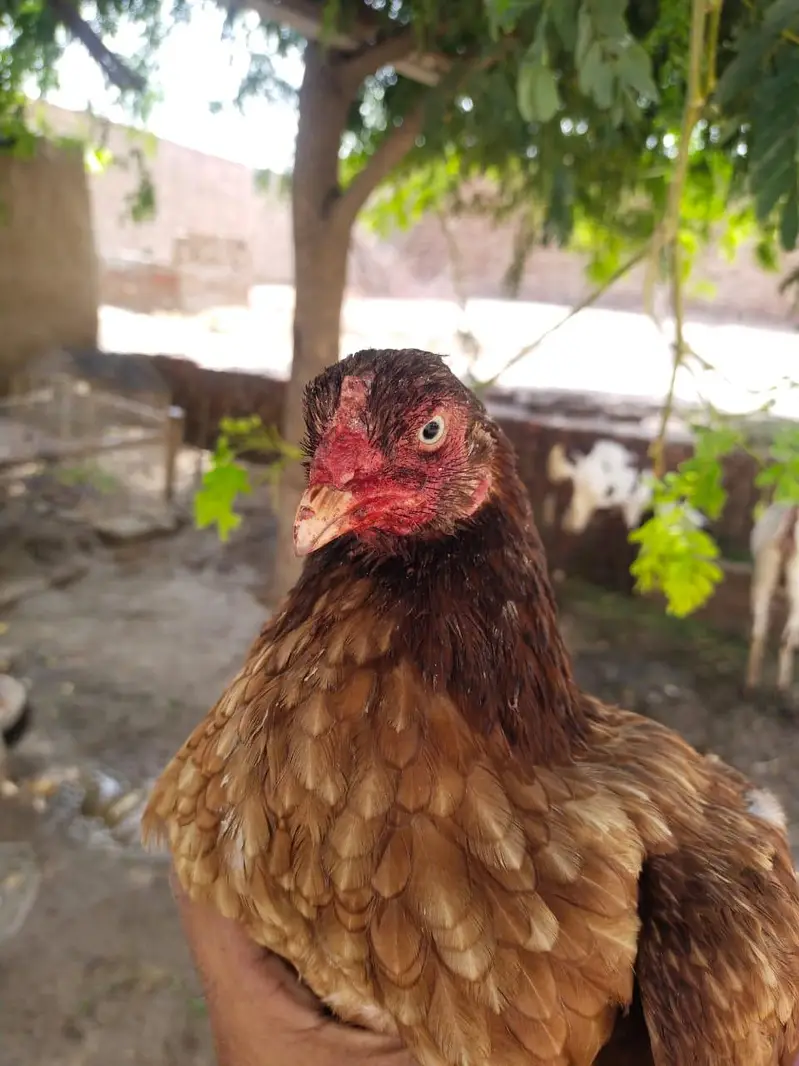 aseel hens — photo 3