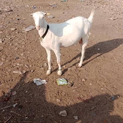 guaranteed pregnant tedi bakri for sal