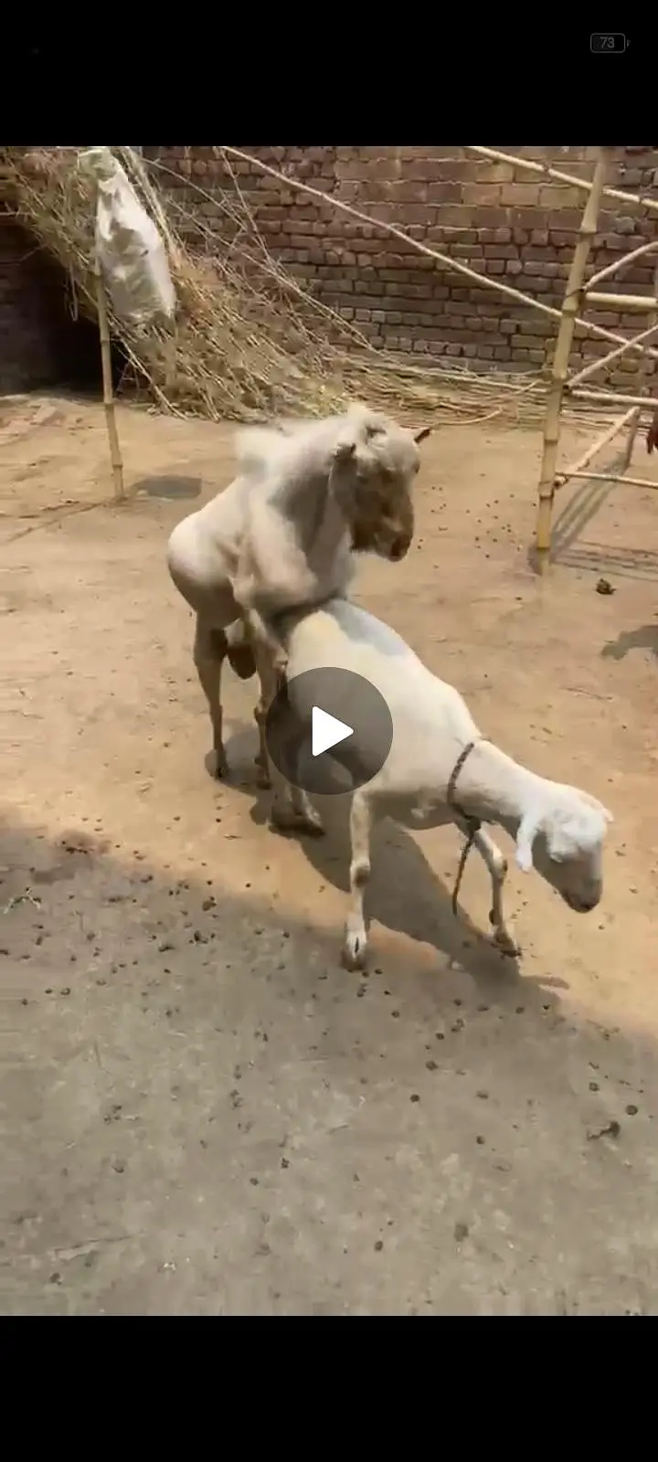 guaranteed pregnant tedi bakri for sal — photo 3
