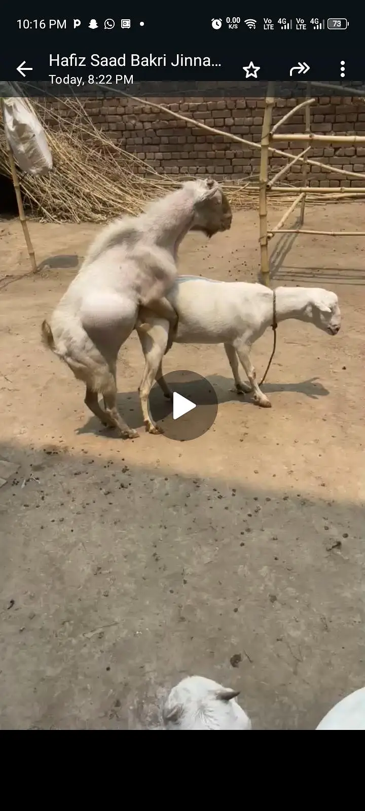 guaranteed pregnant tedi bakri for sal — photo 4