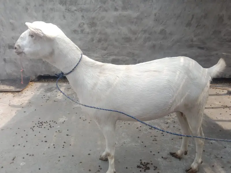 guaranteed pregnant tedi bakri for sal — photo 5