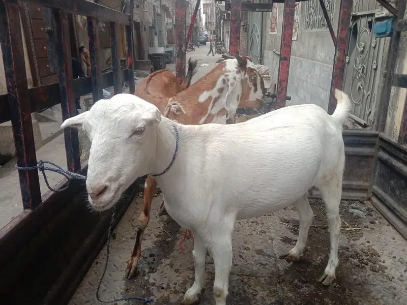 guaranteed pregnant tedi bakri for sal — photo 6