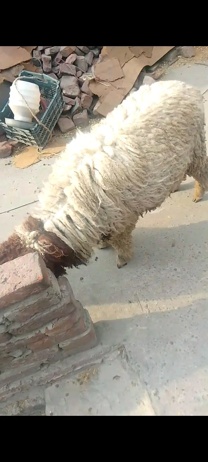 guaranteed pregnant tedi bakri for sal — photo 7