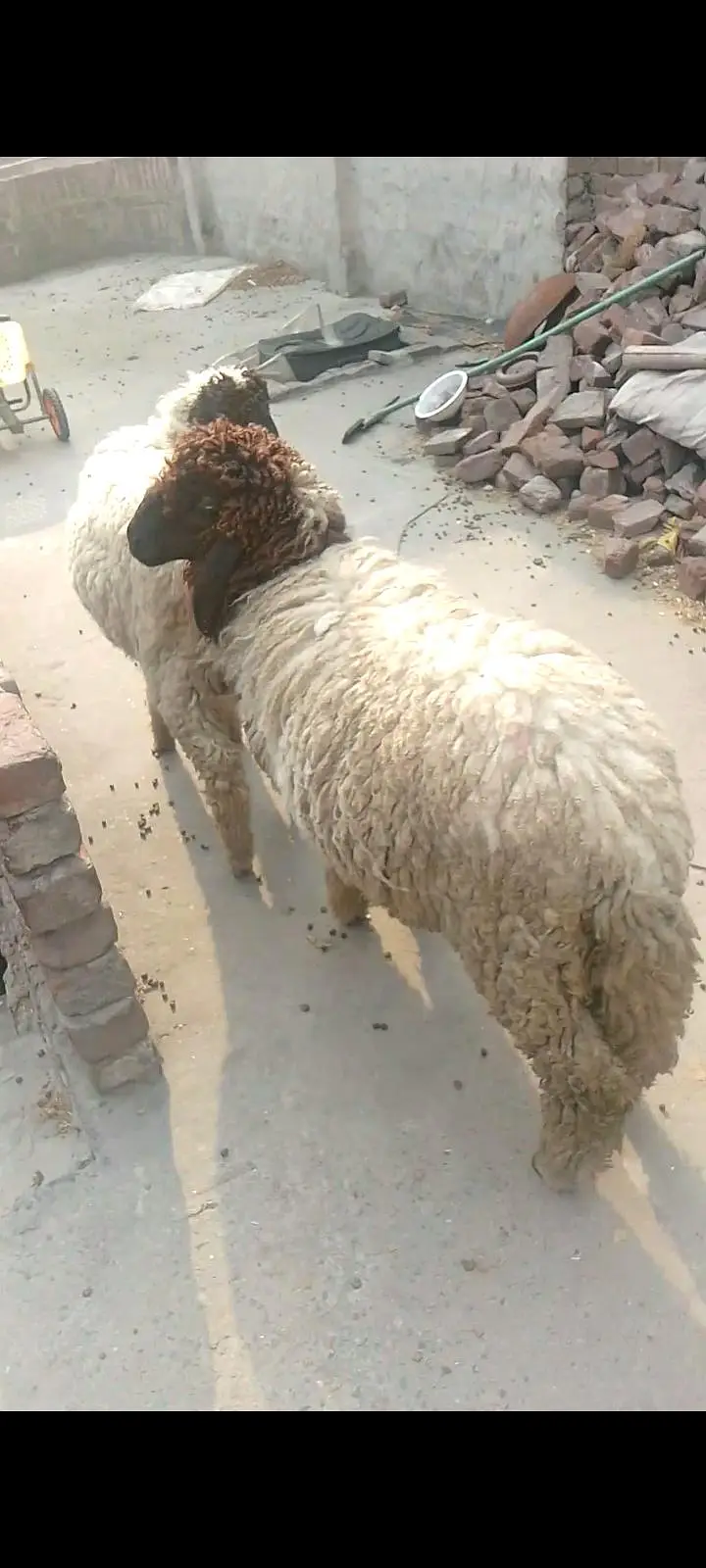 guaranteed pregnant tedi bakri for sal — photo 8
