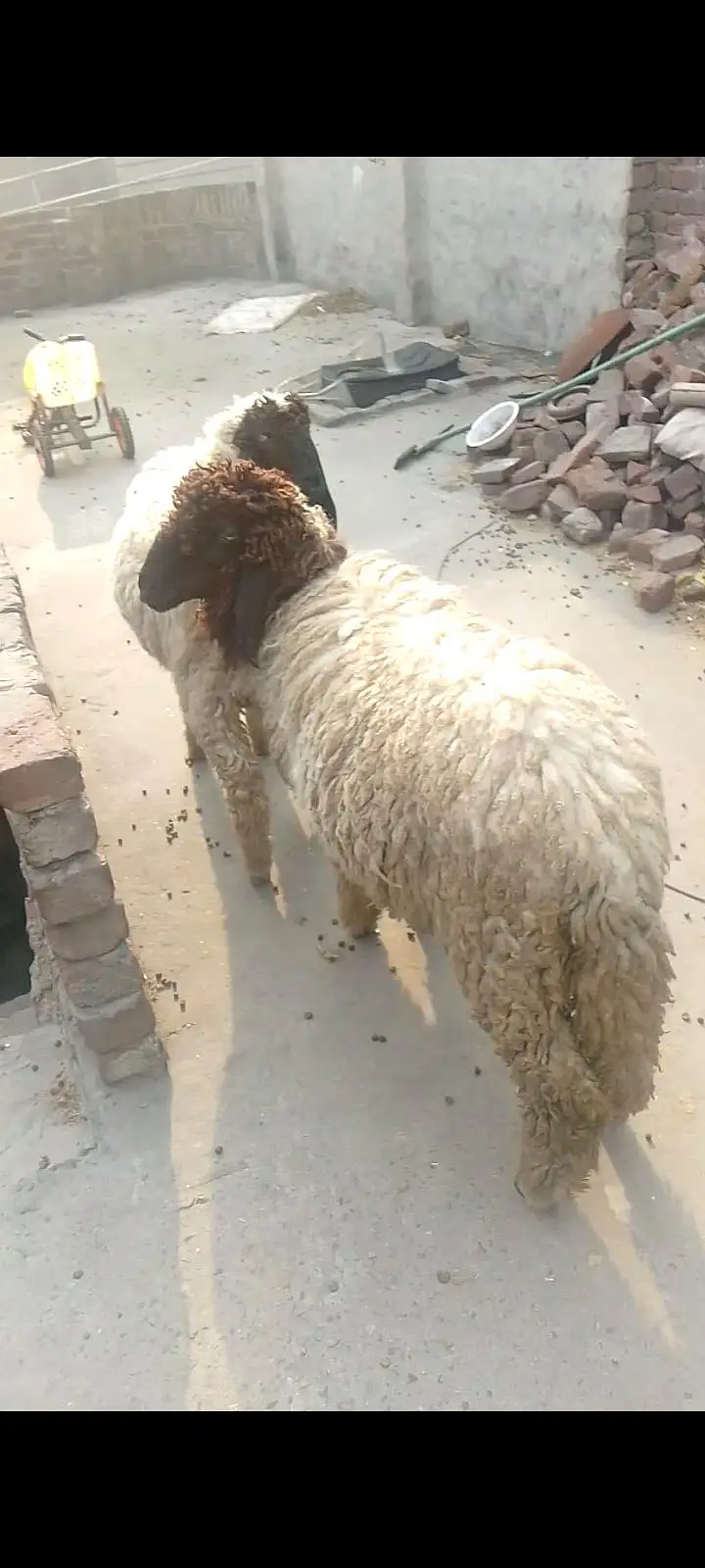 guaranteed pregnant tedi bakri for sal — photo 9