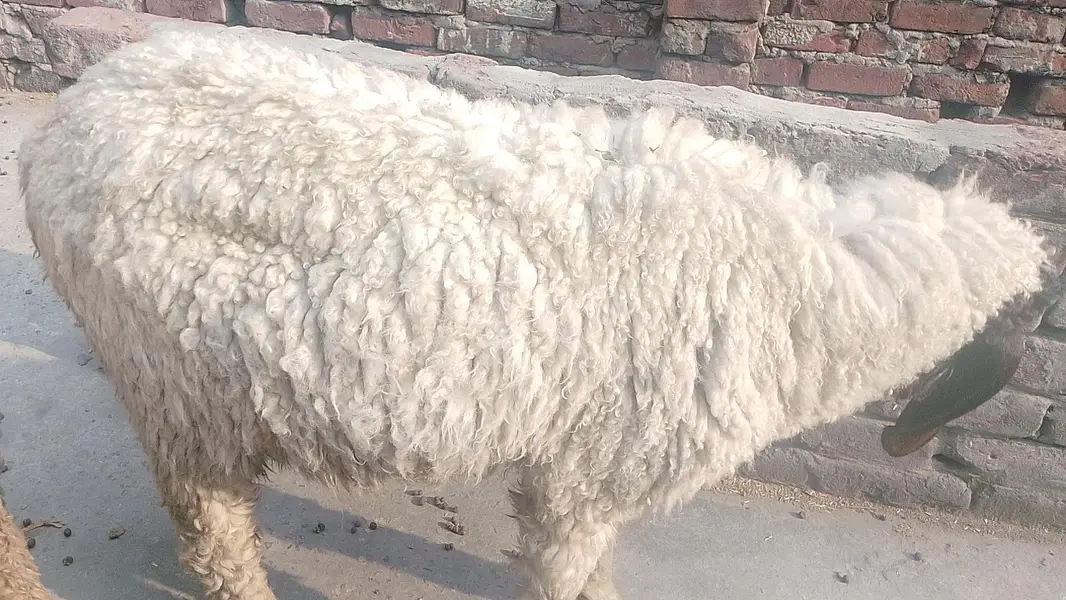 guaranteed pregnant tedi bakri for sal — photo 10