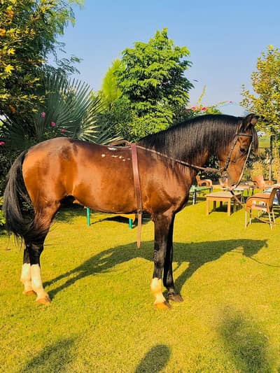 Brand Desi Bred Big Heighted Riding Nezabaz & Breeder Horse for Sale (