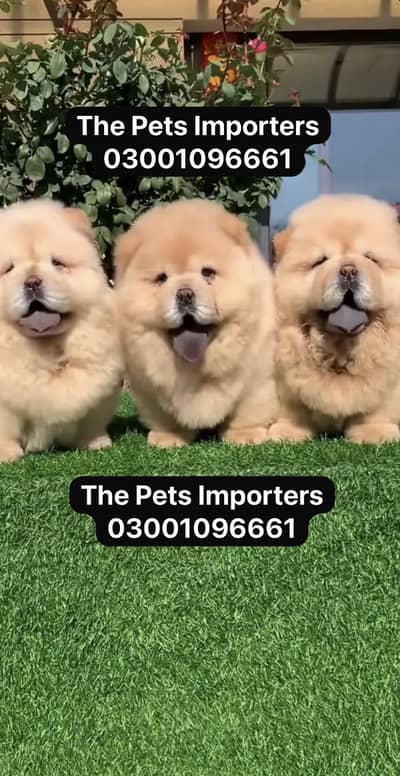 Chow chow pedigree microchipped puppies available for import