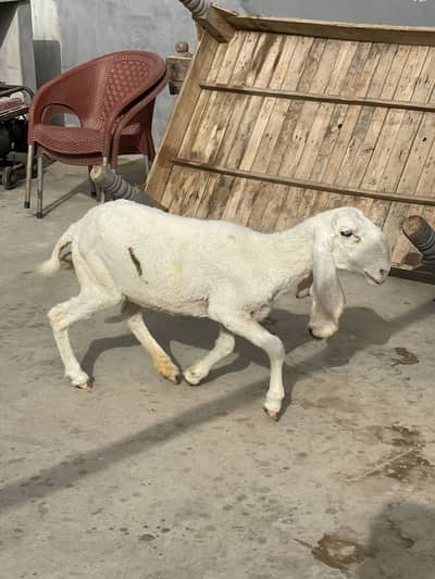 Pure khajli female
