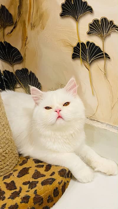 Persian male kitten