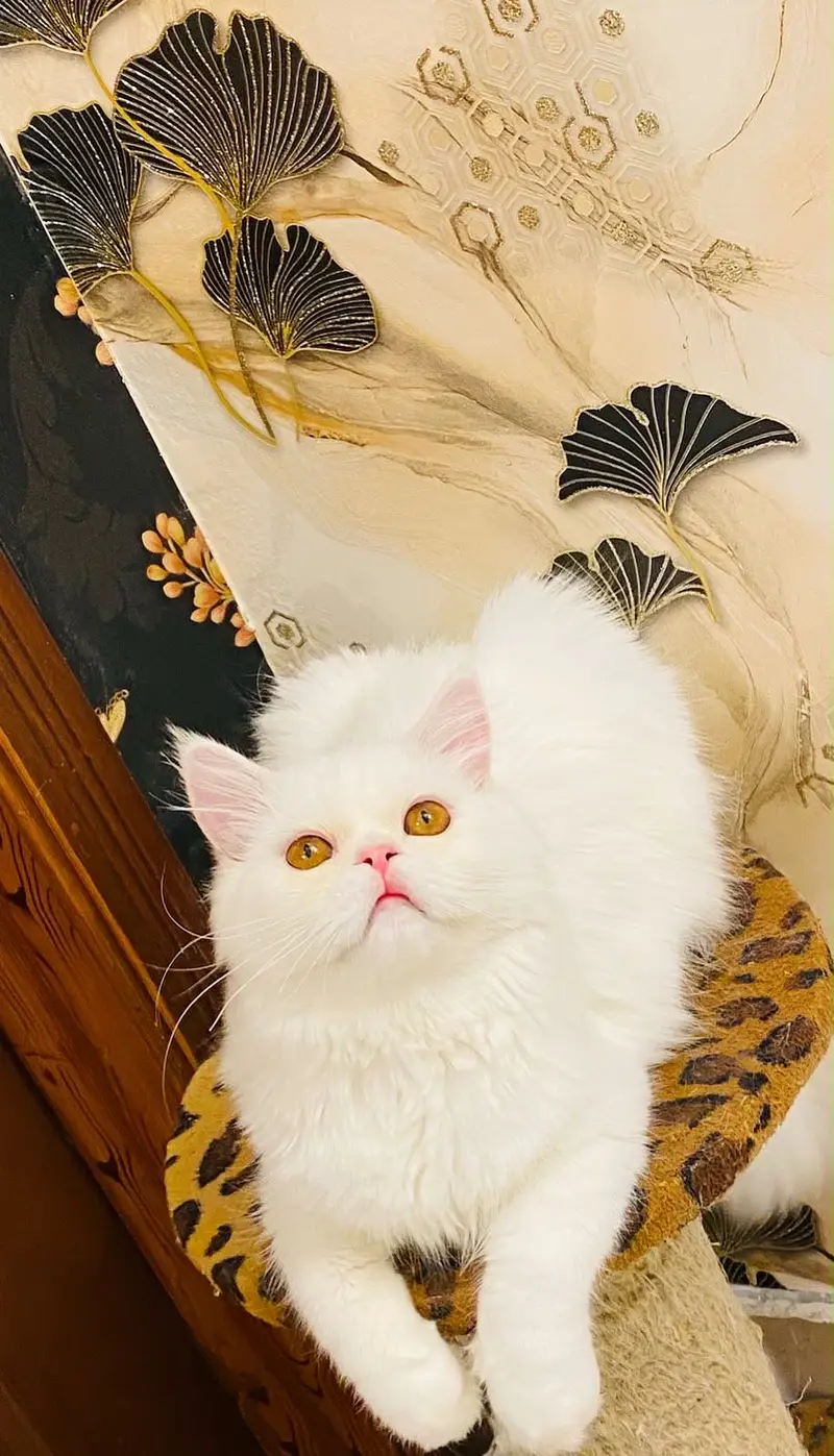 Persian male kitten — photo 2