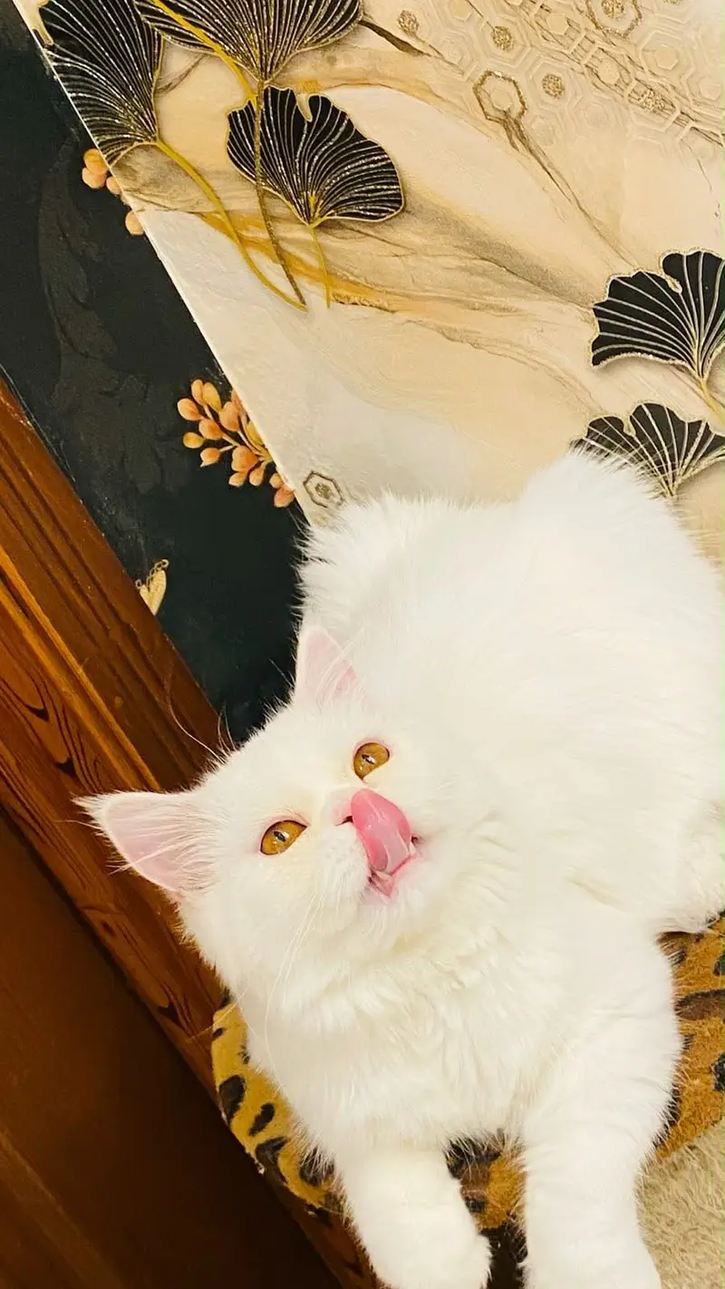 Persian male kitten — photo 3