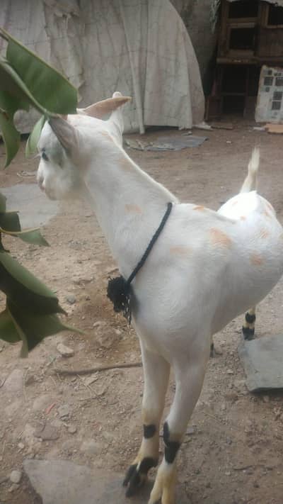 gulabi tedda