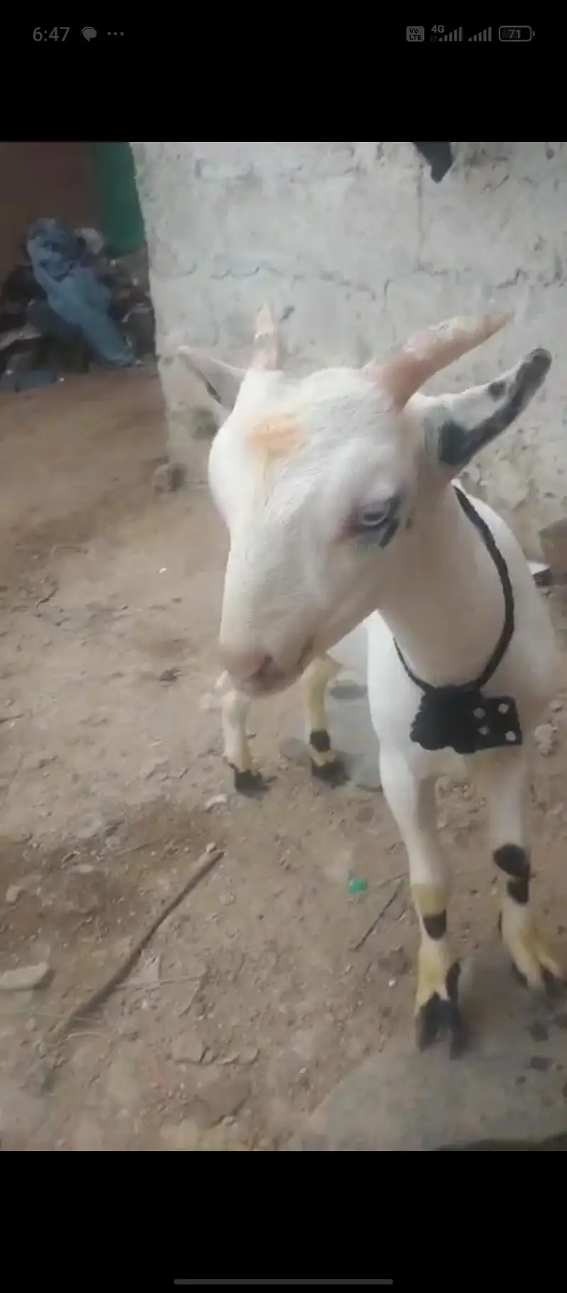 gulabi tedda — photo 2