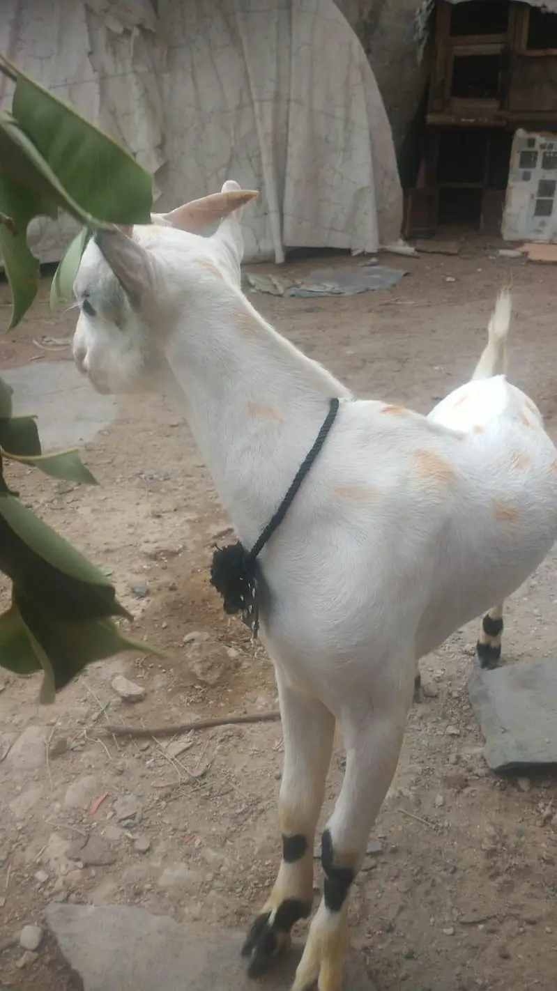 gulabi tedda — photo 3