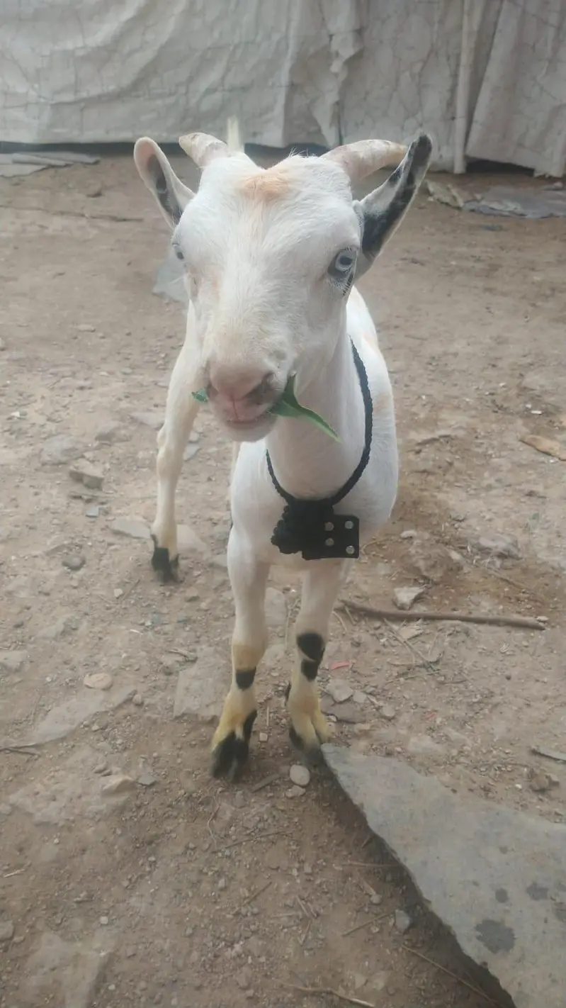 gulabi tedda — photo 5