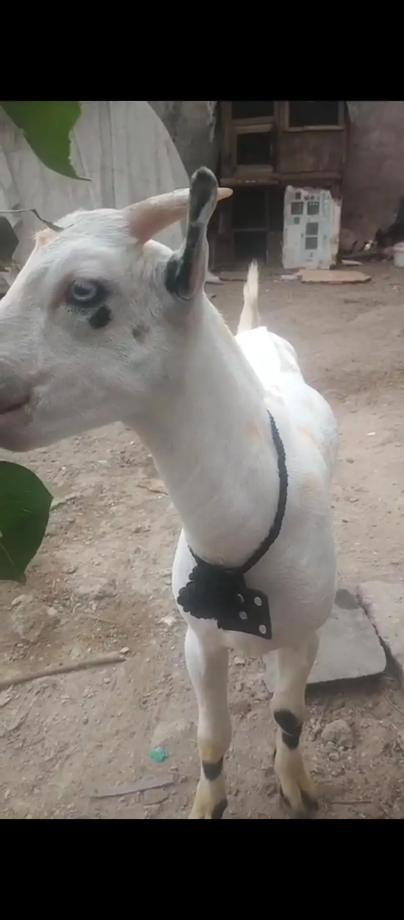 gulabi tedda — photo 6