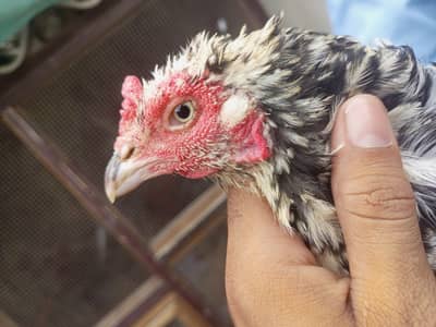 Aseel chini murghi and 2 pair egg laying