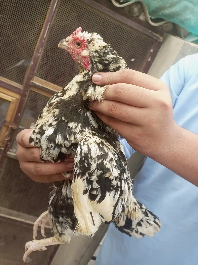 Aseel chini murghi and 2 pair egg laying — photo 2
