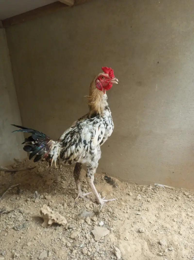 Aseel chini murghi and 2 pair egg laying — photo 3