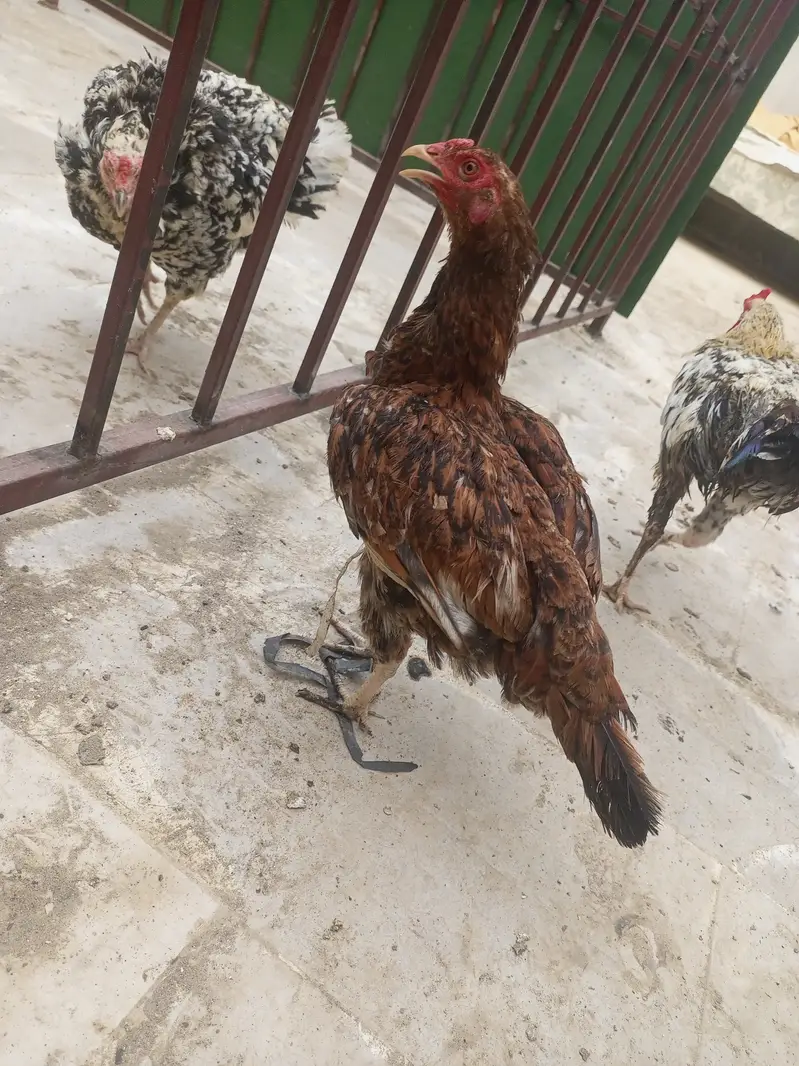 Aseel chini murghi and 2 pair egg laying — photo 4