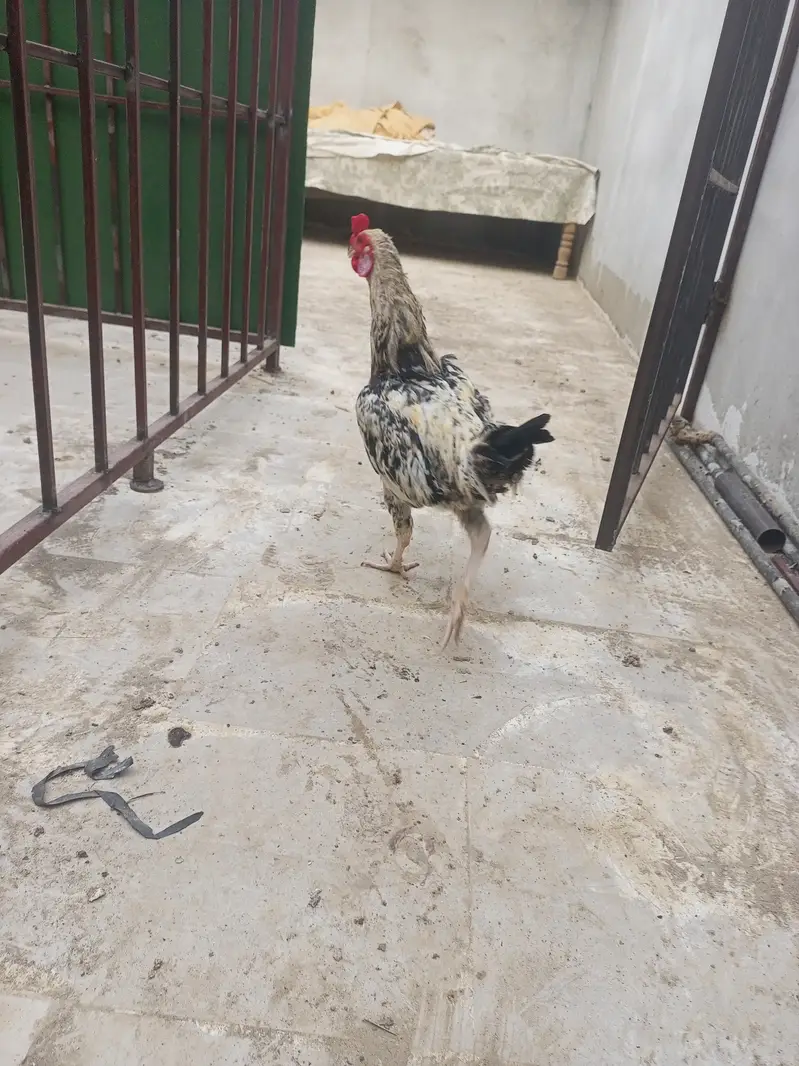 Aseel chini murghi and 2 pair egg laying — photo 5