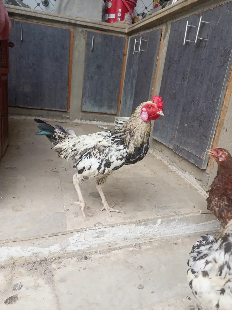 Aseel chini murghi and 2 pair egg laying — photo 6