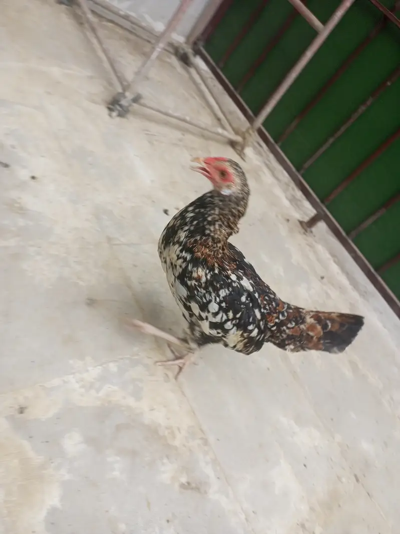 Aseel chini murghi and 2 pair egg laying — photo 7
