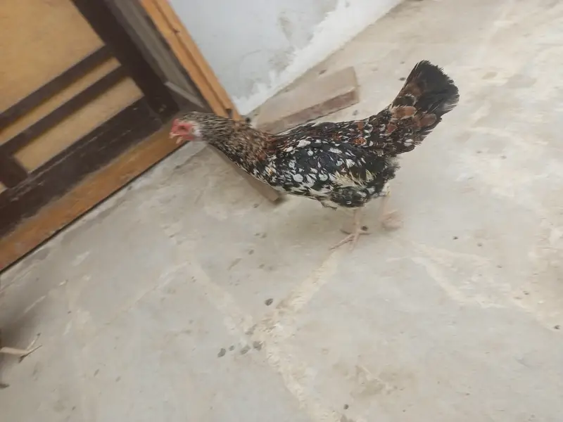Aseel chini murghi and 2 pair egg laying — photo 8