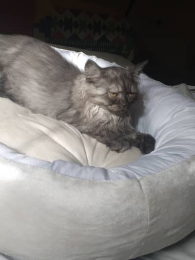 Grey long coat kitten