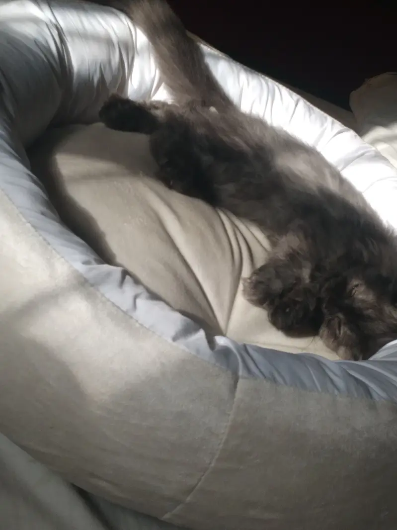 Grey long coat kitten — photo 2