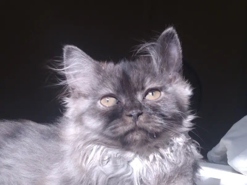 Grey long coat kitten — photo 3
