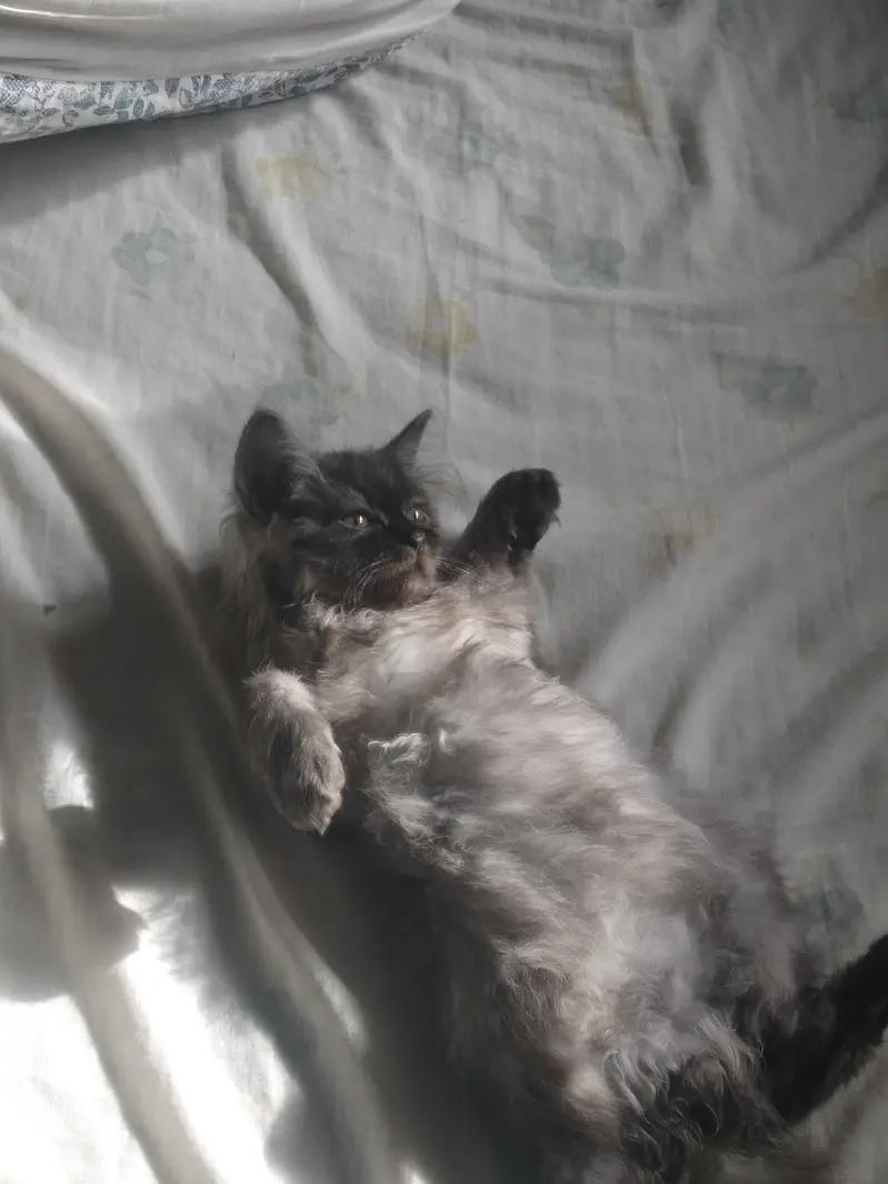 Grey long coat kitten — photo 4