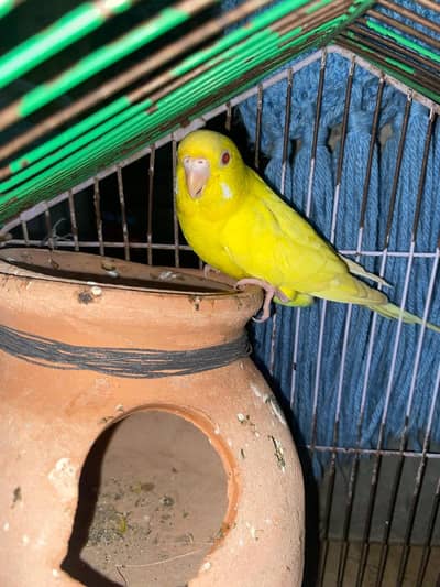Budgies healthy and actice