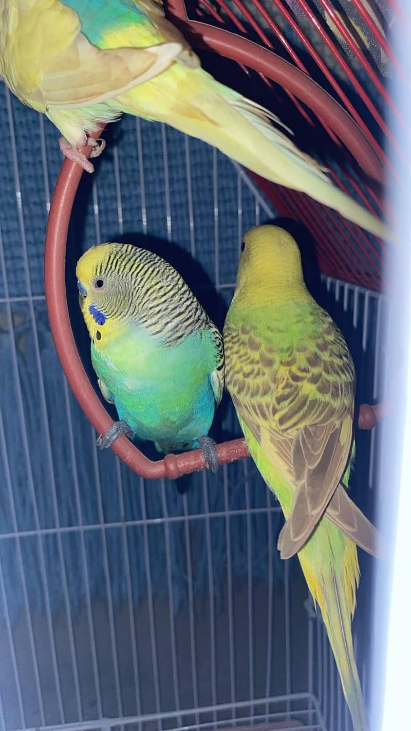 Budgies healthy and actice mashallah 10